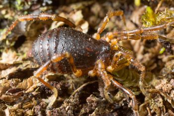 Media type: image;   Invertebrate Zoology 131135